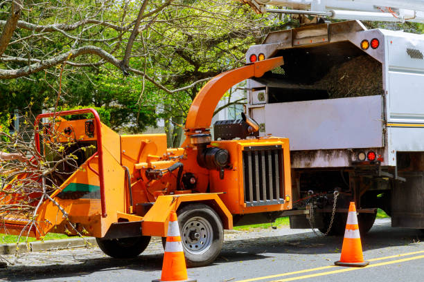 Best Storm Damage Tree Cleanup  in Tamarac, FL